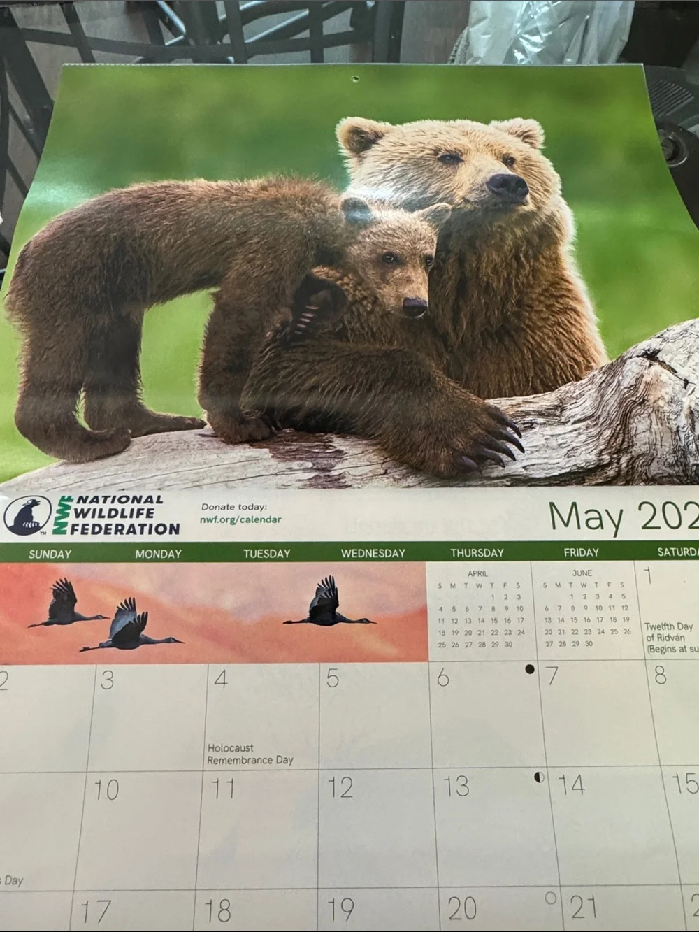 2026-2027 Arctic Polar Bear Calendar - White